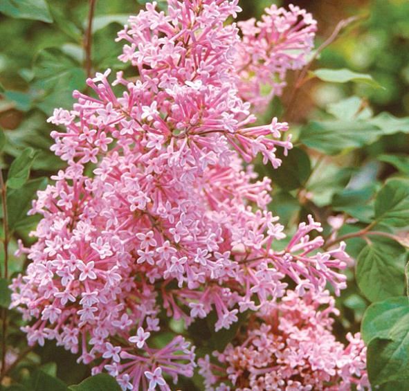 Сирень Блумеранг 'Пинк Парфюм' (розовая)